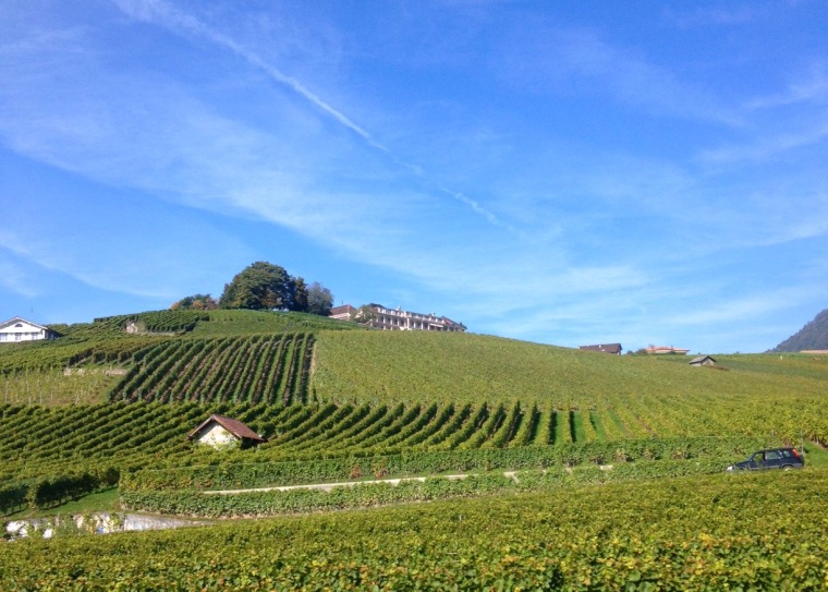 Vevey vineyards 2