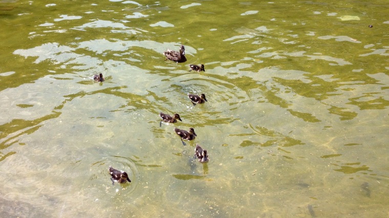DUCKLINGS! I just can't see baby ducks and not take a picture. 